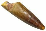 Fossil Spinosaurus Tooth - Real Fossil Tooth #370706-1